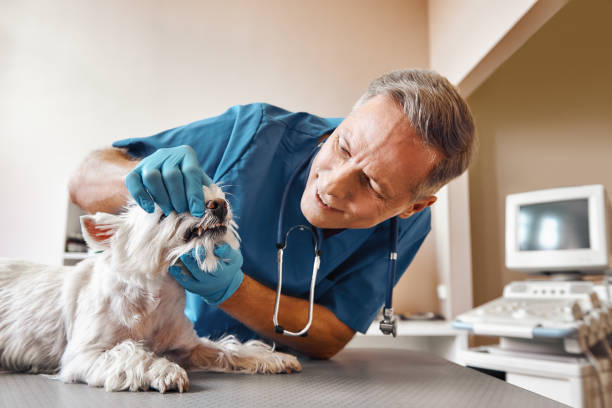 Reliable SC Emergency Dental Service Solutions